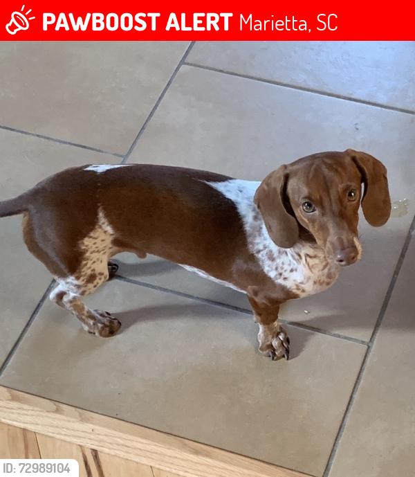 Lost Male Dog last seen Dacusville Hwy and Ambler School Rd, Marietta, SC 29661