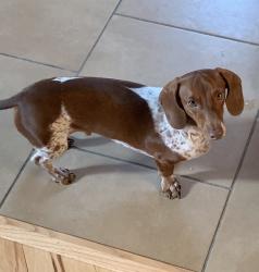 Lost Male Dog last seen Dacusville Hwy and Ambler School Rd, Marietta, SC 29661