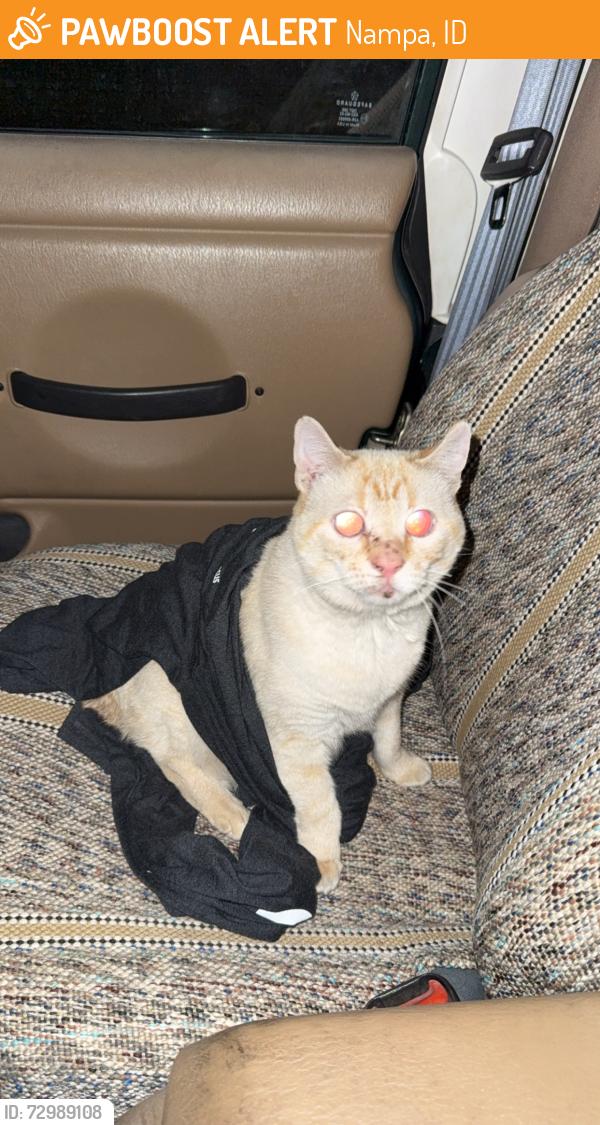Found/Stray Unknown Cat last seen Ustick, midland, Nampa, ID 83651
