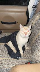 Found/Stray Unknown Cat last seen Ustick, midland, Nampa, ID 83651