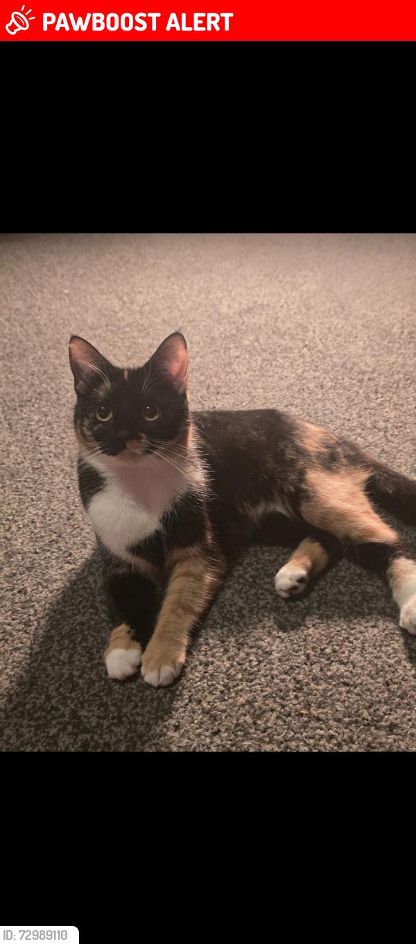 Lost Female Cat last seen Ashton-under-Lyne, Greater Manchester, England OL7 9LL