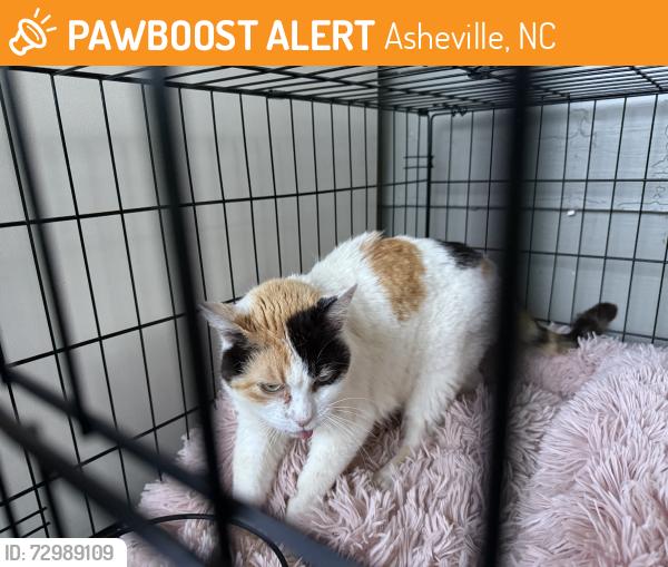 Found/Stray Unknown Cat last seen Hendersonville road across from the ingles, Asheville, NC 28803