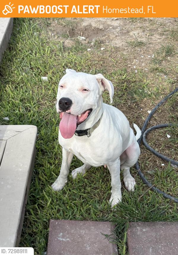 Found/Stray Female Dog last seen Near , Homestead, FL 33030