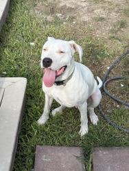 Found/Stray Female Dog last seen Near , Homestead, FL 33030