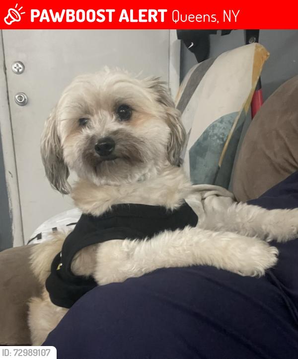 Lost Male Dog last seen 63-37 108th St, Forest Hills, NY 11375, Queens, NY 11375