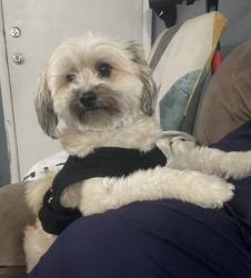 Lost Male Dog last seen 63-37 108th St, Forest Hills, NY 11375, Queens, NY 11375