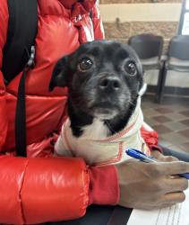 Shelter Stray Male Dog last seen Apt 5H,590 W 172nd Street, NEW YORK, NY, 10032, 326 E 110th St, New York, NY 10029, USA