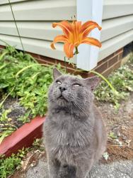 Reunited Male Cat last seen Hill St & Tipton St, Chesterfield County, VA 23834
