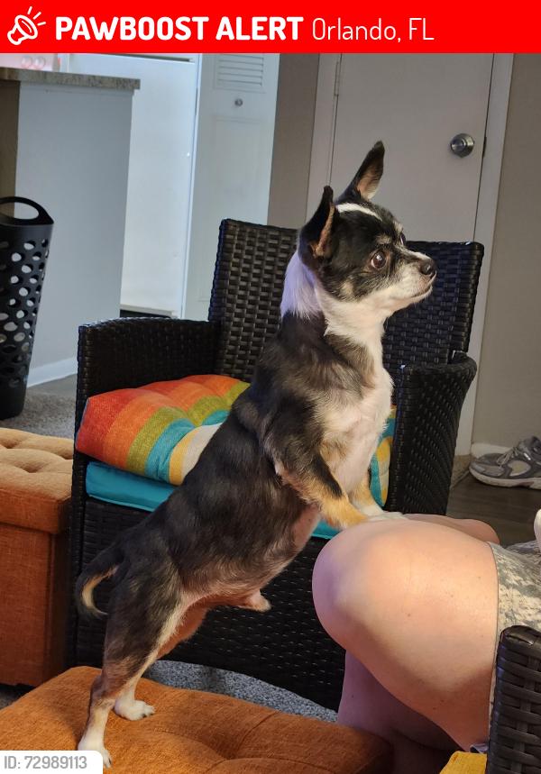 Lost Male Dog last seen Starlight Ranch..Horse Shoe Court 32822, Orlando, FL 32822
