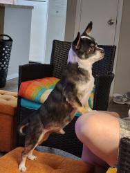 Lost Male Dog last seen Starlight Ranch..Horse Shoe Court 32822, Orlando, FL 32822