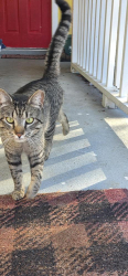 Reunited Male Cat last seen 8th St, Holly Hill, FL 32117, USA, Holly Hill, FL 32117