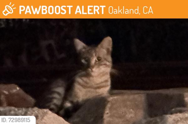 Found/Stray Unknown Cat last seen Under 23rd ave bridge , Oakland, CA 94606
