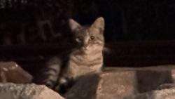 Found/Stray Unknown Cat last seen Under 23rd ave bridge , Oakland, CA 94606