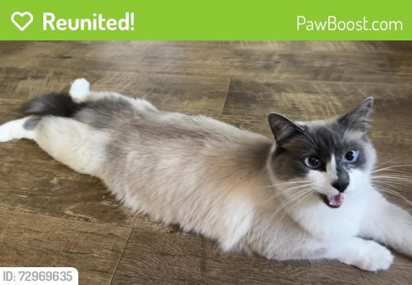 Reunited Male Cat last seen Near 165th Ave SW, Longbranch, WA 98351, USA, Longbranch, WA 98351