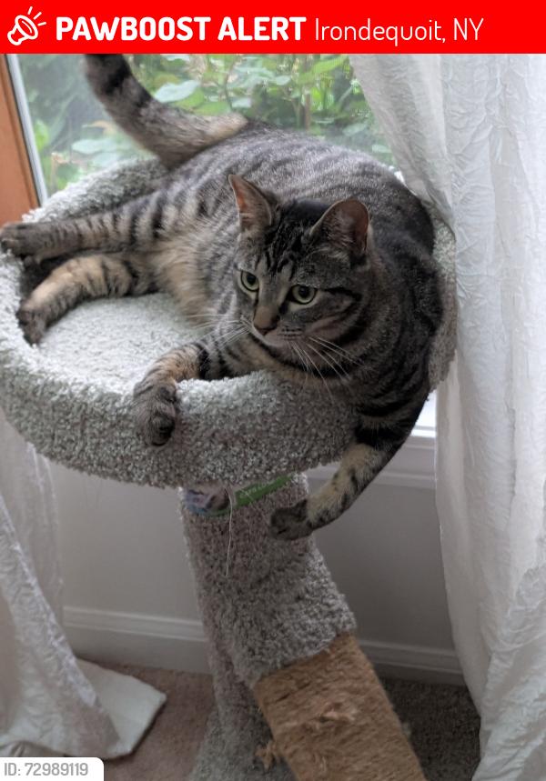 Lost Female Cat last seen Wegmans , Irondequoit, NY 14617