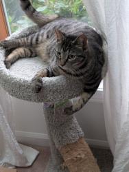 Lost Female Cat last seen Wegmans, Irondequoit, NY 14617