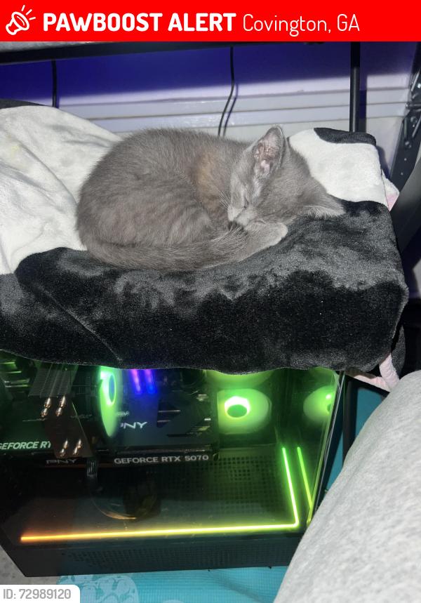 Lost Female Cat last seen Quinn ct area last seen , Covington, GA 30014