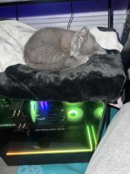 Lost Female Cat last seen Quinn ct area last seen , Covington, GA 30014