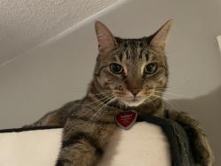 Lost Male Cat last seen Coventry Blvd and Lilburne Way, Yorktown, VA 23693
