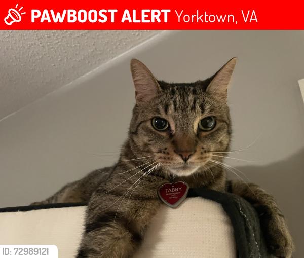 Lost Male Cat last seen Coventry Blvd and Lilburne Way, Yorktown, VA 23693
