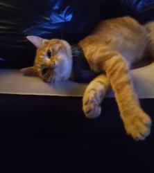 Lost Male Cat last seen Stark ave and 23 rd st , Kansas City, MO 64129