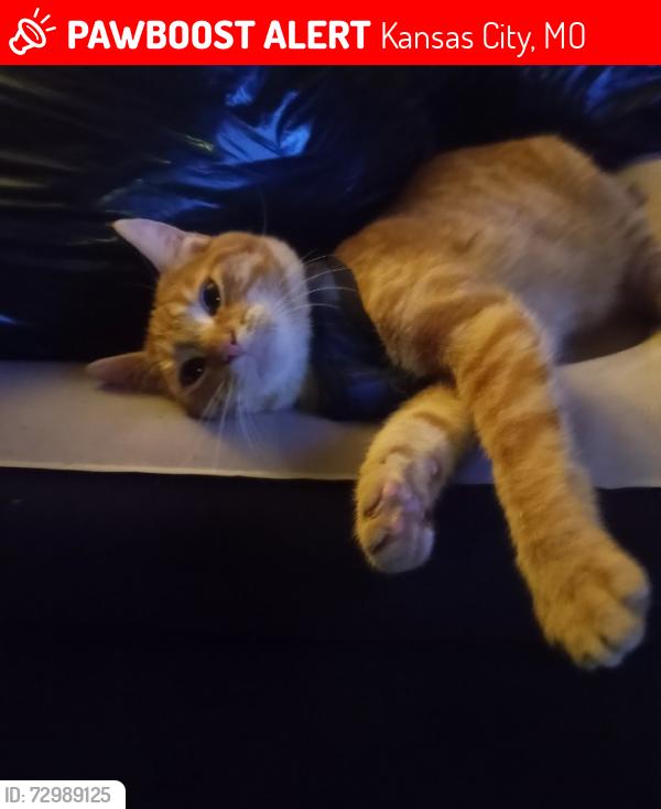 Lost Male Cat last seen Stark ave and 23 rd st , Kansas City, MO 64129