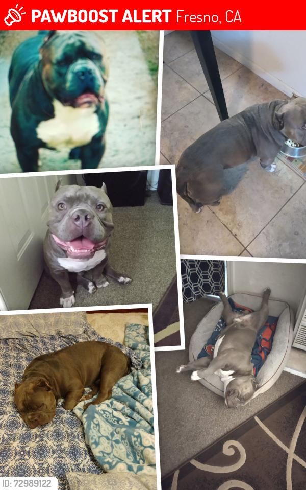 Lost Male Dog last seen Near South Lily Avenue , Fresno, CA 93706