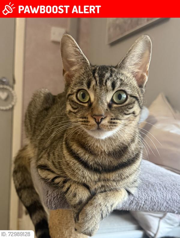 Lost Female Cat last seen Sewall Highway (Green grass after the Blackberry Lane lights) , West Midlands, England CV6 7JB