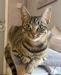 Lost Female Cat last seen Sewall Highway (Green grass after the Blackberry Lane lights) , West Midlands, England CV6 7JB