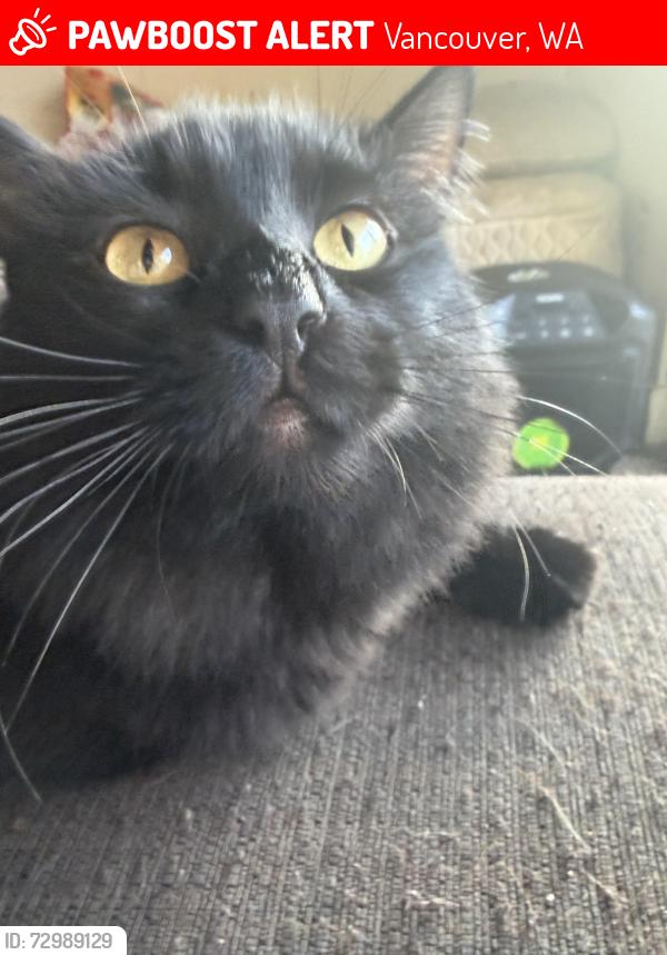 Lost Female Cat last seen Parklane apmts , Vancouver, WA 98685
