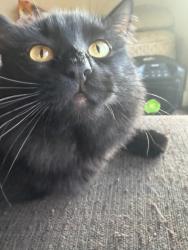 Lost Female Cat last seen Parklane apmts , Vancouver, WA 98685