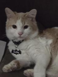 Lost Male Cat last seen Withers St and Jackson st, Brooklyn, NY 11211