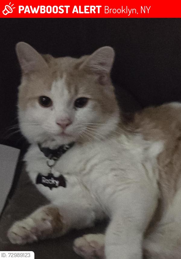 Lost Male Cat last seen Withers St and Jackson st, Brooklyn, NY 11211