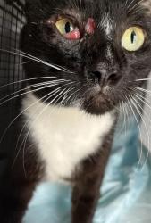 Shelter Stray Female Cat last seen Near BLOCK NE 165 ST, 3599 NW 79th Ave, Doral, FL 33122, USA
