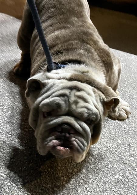 Shelter Stray Male Dog last seen Near BLOCK NW 8 AVE, 3599 NW 79th Ave, Doral, FL 33122, USA