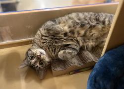 Shelter Stray Female Cat last seen CHARLOTTE, 8315 Byrum Dr, Charlotte, NC 28217, USA