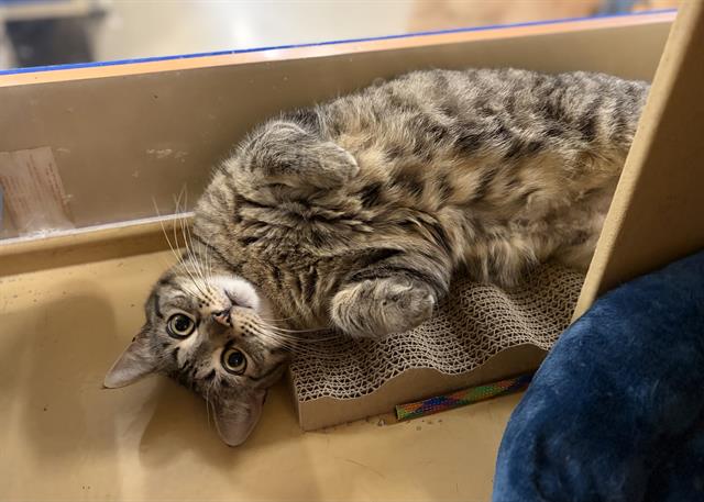Shelter Stray Female Cat last seen CHARLOTTE, 8315 Byrum Dr, Charlotte, NC 28217, USA