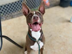 Shelter Stray Male Dog last seen CHARLOTTE, 8315 Byrum Dr, Charlotte, NC 28217, USA
