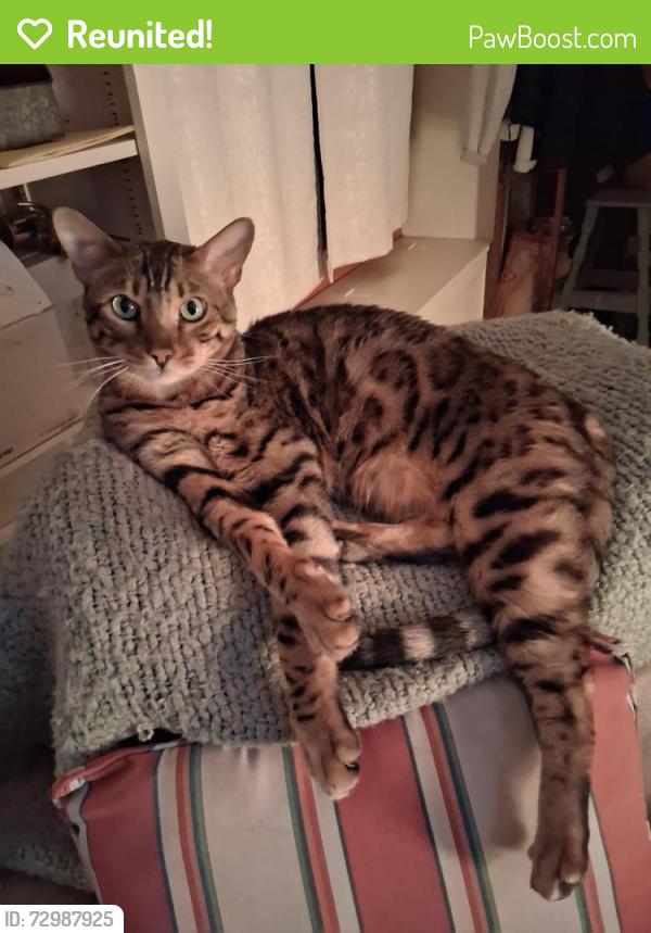 Reunited Male Cat last seen Near south 600 east, Salt Lake City, UT 84105
