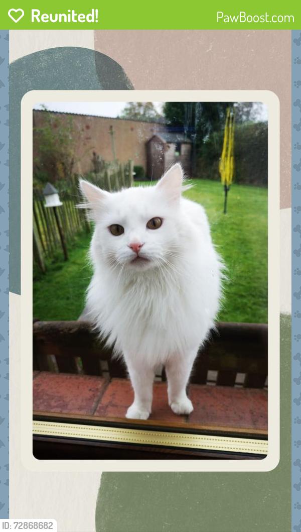 Reunited Male Cat last seen Auchmuty Drive, Glenrothes, Fife., Fife, Scotland KY7