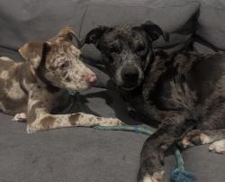 Lost Male Dog last seen Fitzgerald , Jonesboro, GA 30238