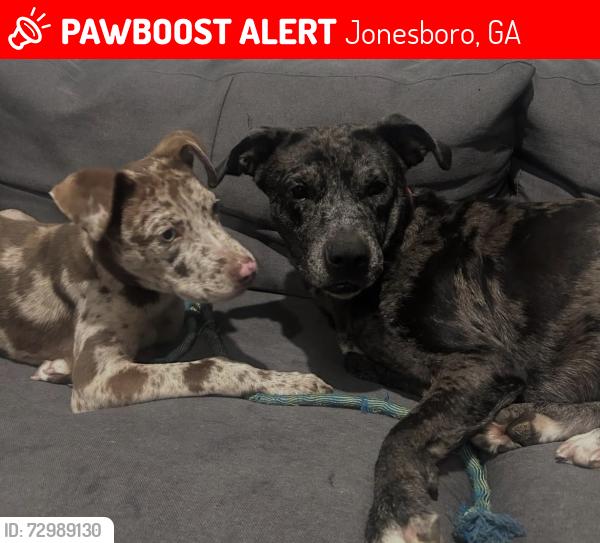 Lost Male Dog last seen Fitzgerald , Jonesboro, GA 30238
