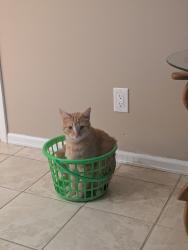 Reunited Male Cat last seen Sterns Secor, Lambertville, MI 48144