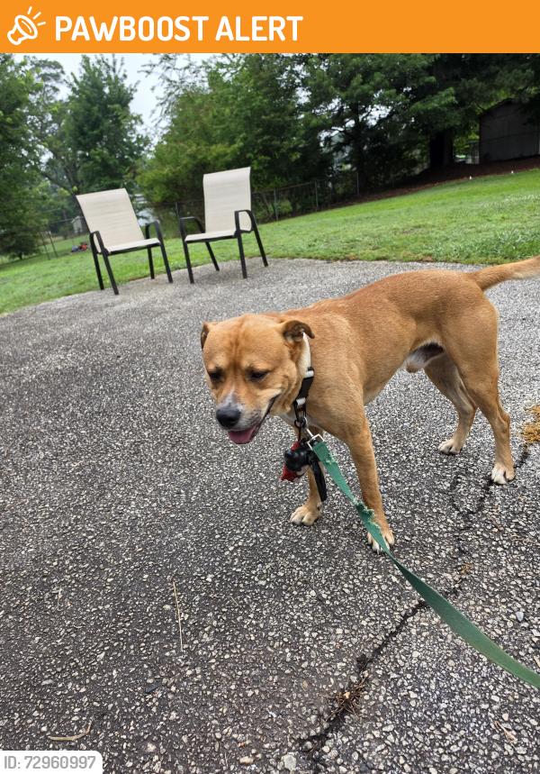 Found/Stray Male Dog last seen Murray Ct , Spartanburg County, SC 29307