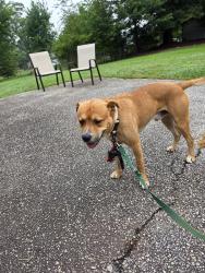 Found/Stray Male Dog last seen Murray Ct , Spartanburg County, SC 29307
