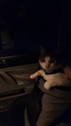 Reunited Female Cat last seen Near West Riverside Drive, Bothell, WA 98011