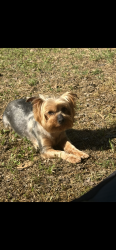 Lost Female Dog last seen Near Vinson Cove and Briarwood, Horn Lake, MS 38637