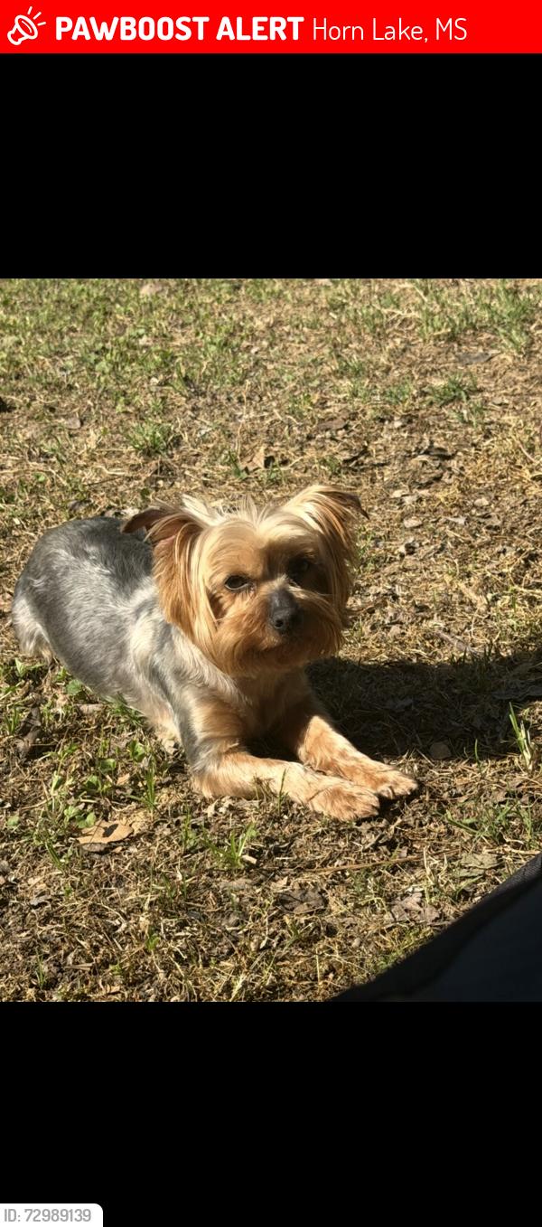 Lost Female Dog last seen Near Vinson Cove and Briarwood, Horn Lake, MS 38637