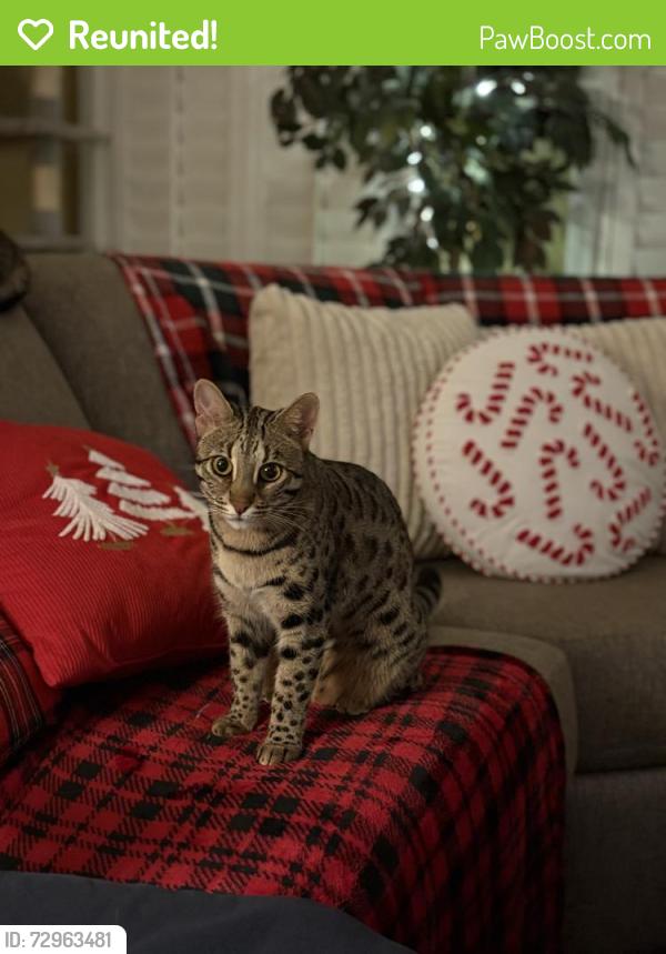 Reunited Female Cat last seen Harbor Lights Community off of 10th Ave North, Surfside Beach, SC 29575