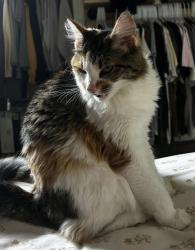 Reunited Female Cat last seen Joselin Avenue and Clifton Avenue , Cincinnati, OH 45220